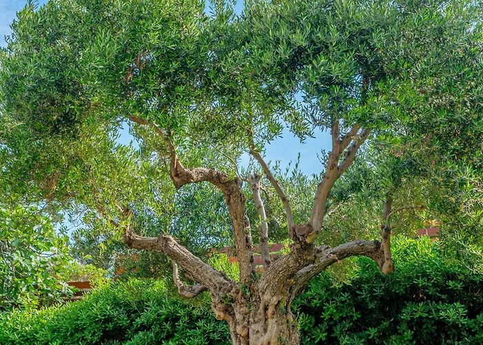 Otel Ammon Zeus Luxury Kallithea (Chalkidiki)